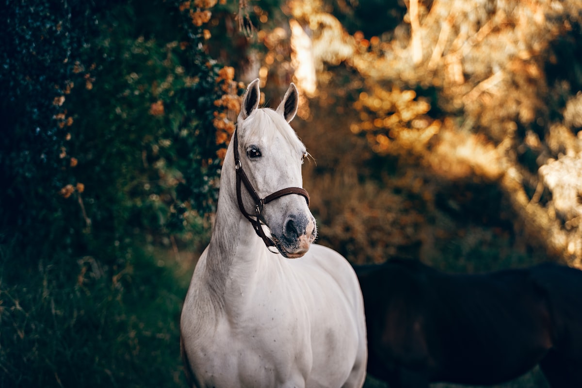 Horse Riding & Swimming
