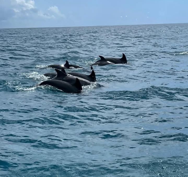 Mnemba Island & Dolphins