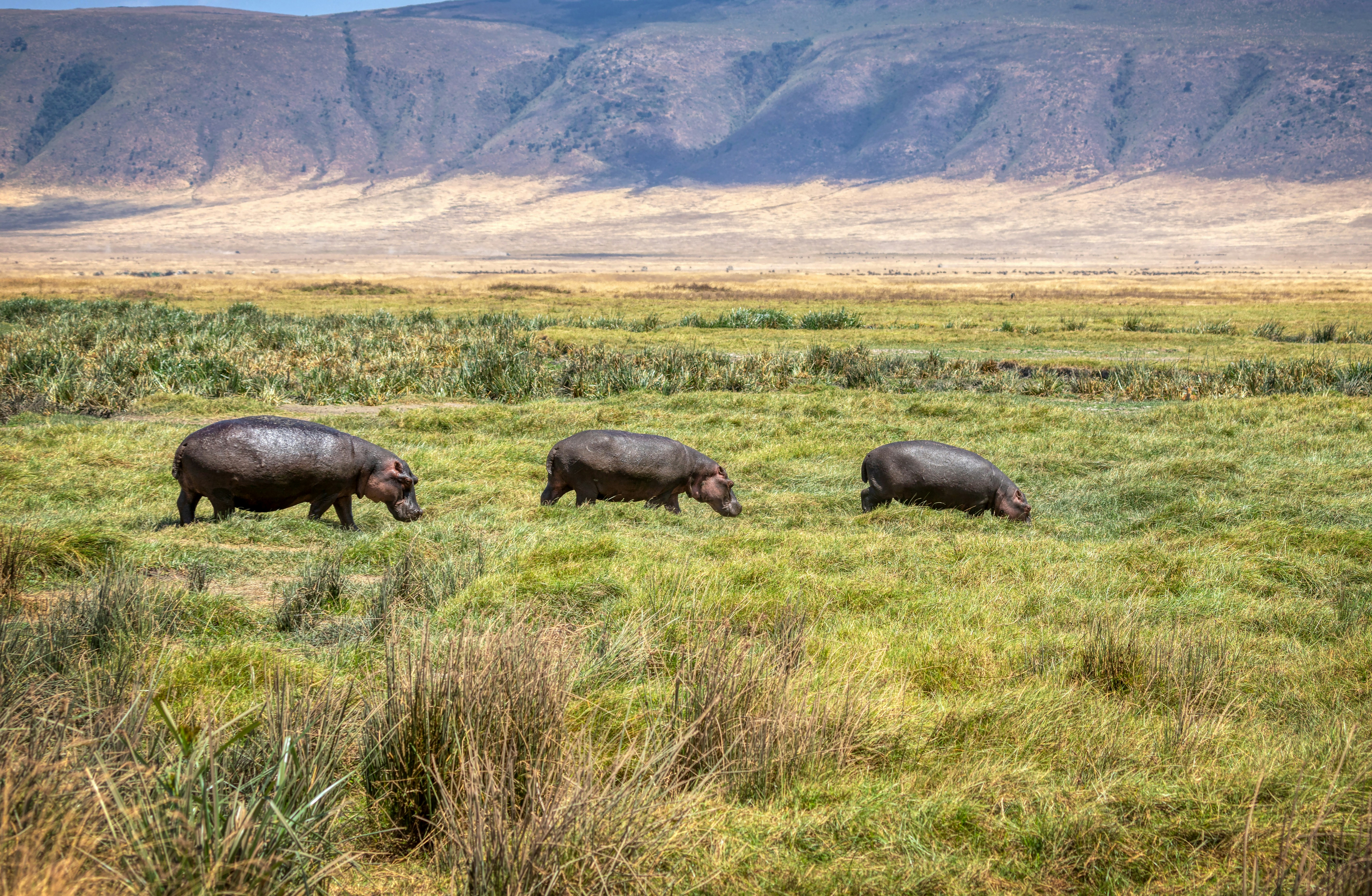 Ngorongoro National Park