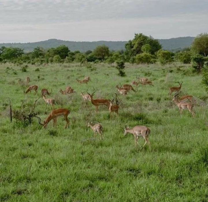 North Tanzania Safari