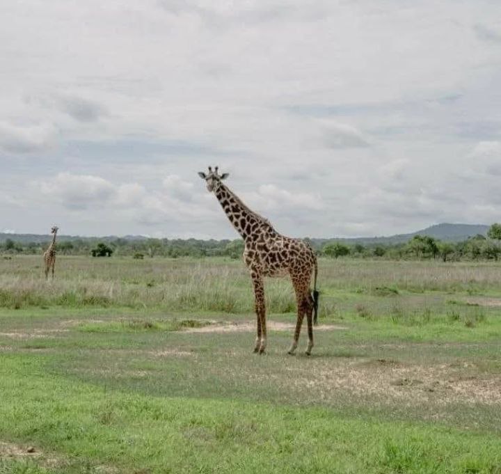 North Tanzania Safari