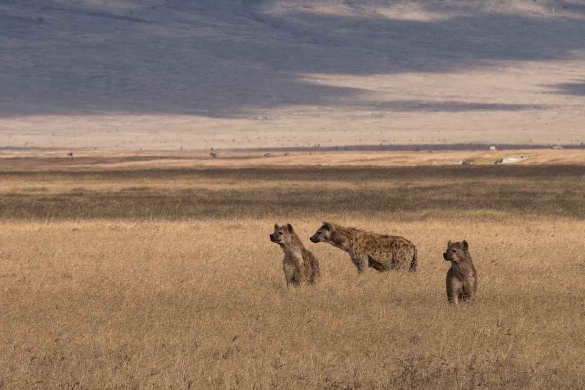 Tanzania Safari 2D – Lake Manyara & Ngorongoro