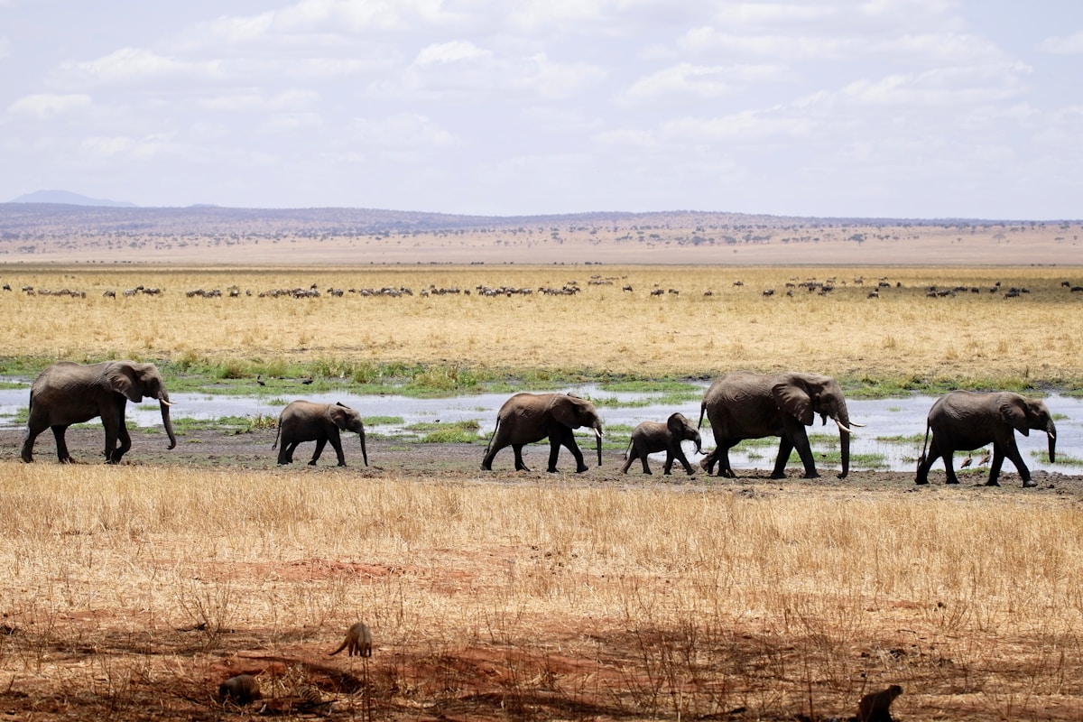 Tanzania Safari 2D – Tarangire & Lake Manyara
