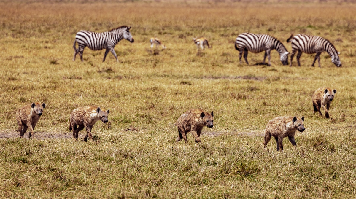 Tanzania Safari 7D – Ultimate Tanzania Experience